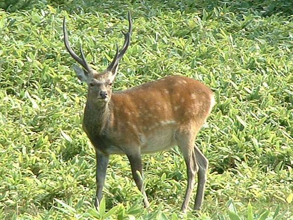 エゾシカ（鹿）の写真１