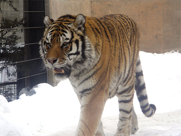 旭山動物園　アムールトラ（虎）の写真画像8