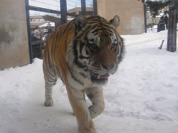 旭山動物園　アムールトラ（虎）の写真画像11
