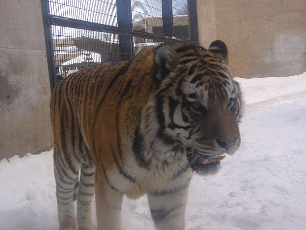 旭山動物園　アムールトラ（虎）の写真画像13