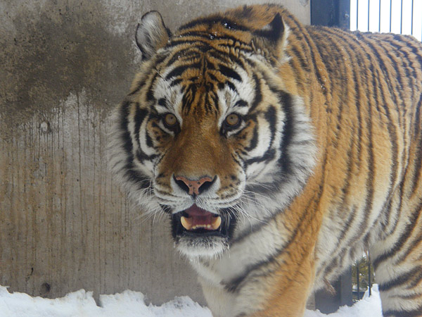 旭山動物園　アムールトラ（虎）の写真画像19