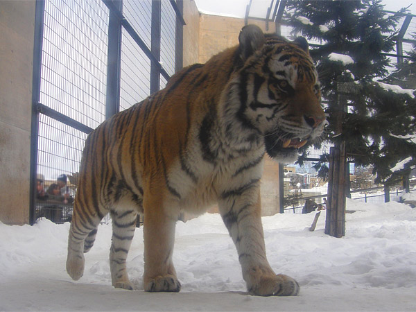 旭山動物園　アムールトラ（虎）の写真画像20